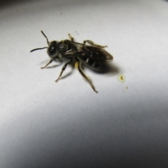 Lasioglossum (Chilalictus) sp. (genus & subgenus) (Halictid bee) at McKellar, ACT - 23 Oct 2021 by Birdy