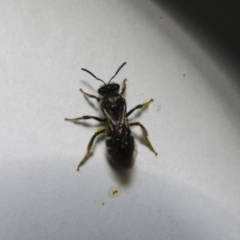 Lasioglossum (Chilalictus) sp. (genus & subgenus) at McKellar, ACT - 23 Oct 2021