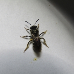 Lasioglossum (Chilalictus) sp. (genus & subgenus) at McKellar, ACT - suppressed