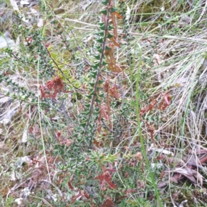 Acacia gunnii at Acton, ACT - 23 Oct 2021