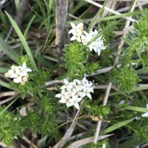 Asperula conferta at Rendezvous Creek, ACT - 24 Oct 2021