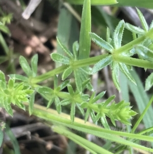 Asperula conferta at Rendezvous Creek, ACT - 24 Oct 2021