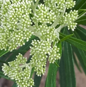 Cassinia longifolia at Acton, ACT - 23 Oct 2021