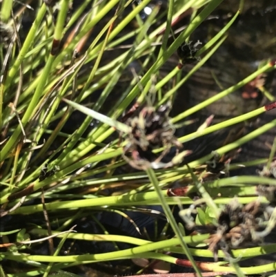 Schoenus apogon (Common Bog Sedge) at Rendezvous Creek, ACT - 24 Oct 2021 by Tapirlord