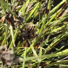 Schoenus apogon at Rendezvous Creek, ACT - 24 Oct 2021