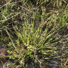 Schoenus apogon at Rendezvous Creek, ACT - 24 Oct 2021