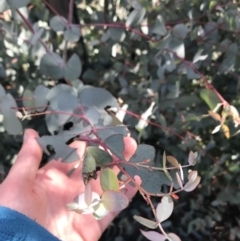 Eucalyptus rubida subsp. rubida (Candlebark) at Namadgi National Park - 23 Oct 2021 by Tapirlord