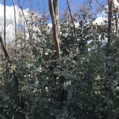 Eucalyptus rubida subsp. rubida at Namadgi National Park - 24 Oct 2021