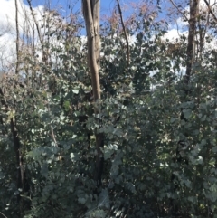 Eucalyptus dalrympleana subsp. dalrympleana at Namadgi National Park - 24 Oct 2021