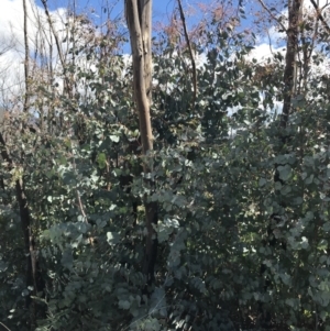 Eucalyptus rubida subsp. rubida at Rendezvous Creek, ACT - 24 Oct 2021