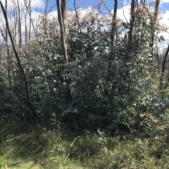 Eucalyptus rubida subsp. rubida at Namadgi National Park - 24 Oct 2021