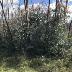 Eucalyptus dalrympleana subsp. dalrympleana at Namadgi National Park - 24 Oct 2021