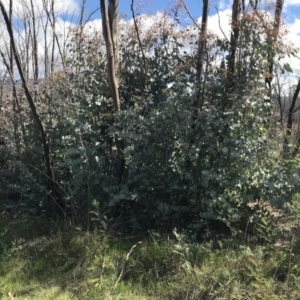 Eucalyptus rubida subsp. rubida at Rendezvous Creek, ACT - 24 Oct 2021