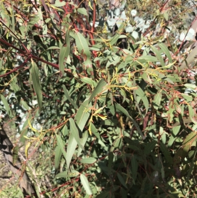 Eucalyptus viminalis (Ribbon Gum) at Rendezvous Creek, ACT - 24 Oct 2021 by Tapirlord