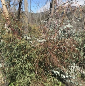 Eucalyptus viminalis at Namadgi National Park - 24 Oct 2021