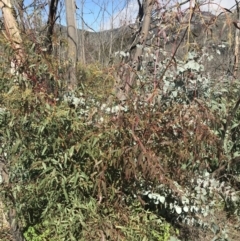 Eucalyptus viminalis at Namadgi National Park - 24 Oct 2021