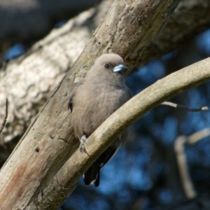 Artamus cyanopterus at Lyneham, ACT - 26 Oct 2021