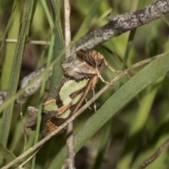 Cosmodes elegans (Green Blotched Moth) at The Pinnacle - 26 Oct 2021 by AlisonMilton