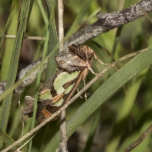 Cosmodes elegans at Hawker, ACT - 26 Oct 2021 11:35 AM