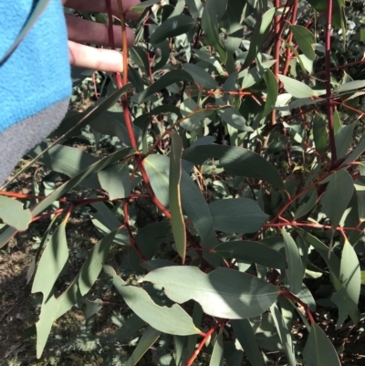 Eucalyptus dalrympleana subsp. dalrympleana (Mountain Gum) at Namadgi National Park - 23 Oct 2021 by Tapirlord