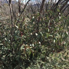 Eucalyptus pauciflora subsp. pauciflora at Namadgi National Park - 24 Oct 2021 09:50 AM