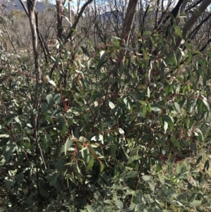 Eucalyptus dalrympleana subsp. dalrympleana at Namadgi National Park - 24 Oct 2021