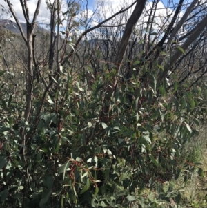 Eucalyptus pauciflora subsp. pauciflora at Namadgi National Park - 24 Oct 2021 09:50 AM