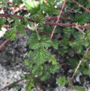 Rubus parvifolius at Rendezvous Creek, ACT - 24 Oct 2021
