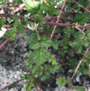 Rubus parvifolius at Rendezvous Creek, ACT - 24 Oct 2021 09:51 AM