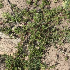 Rubus parvifolius at Rendezvous Creek, ACT - 24 Oct 2021