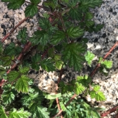 Rubus parvifolius at Rendezvous Creek, ACT - 24 Oct 2021