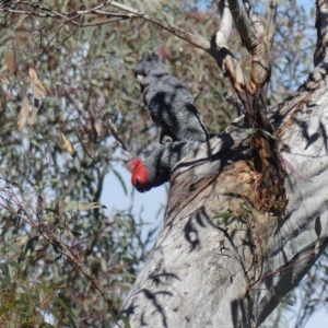 Callocephalon fimbriatum at Acton, ACT - 24 Oct 2021