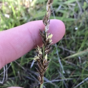 Carex tereticaulis at Rendezvous Creek, ACT - 24 Oct 2021