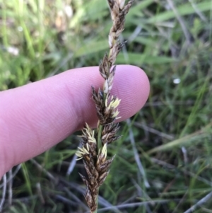 Carex tereticaulis at Rendezvous Creek, ACT - 24 Oct 2021