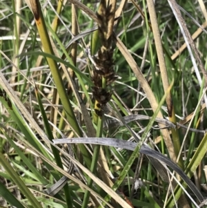 Carex tereticaulis at Rendezvous Creek, ACT - 24 Oct 2021