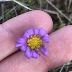 Calotis scabiosifolia var. integrifolia (Rough Burr-daisy) at Rendezvous Creek, ACT - 23 Oct 2021 by Tapirlord