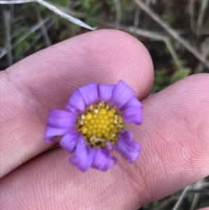 Calotis scabiosifolia var. integrifolia at Rendezvous Creek, ACT - 24 Oct 2021