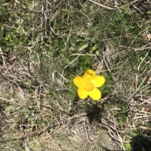 Ranunculus lappaceus at Mount Clear, ACT - 26 Oct 2021 11:29 AM