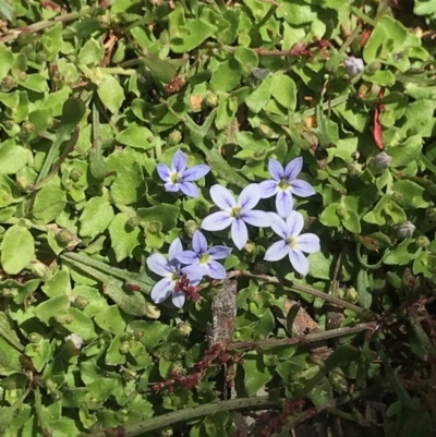 Lobelia pedunculata (Matted Pratia) at Mount Clear, ACT - 26 Oct 2021 by BrianH