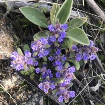 Ajuga australis (Austral Bugle) at Mount Clear, ACT - 26 Oct 2021 by BrianH