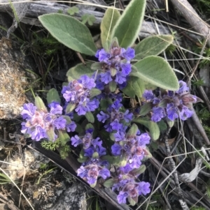 Ajuga australis at Mount Clear, ACT - 26 Oct 2021