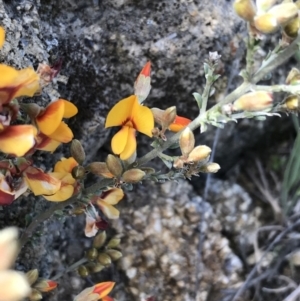 Mirbelia oxylobioides at Rendezvous Creek, ACT - 24 Oct 2021