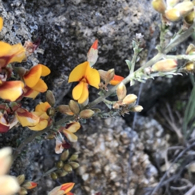 Mirbelia oxylobioides (Mountain Mirbelia) at Rendezvous Creek, ACT - 24 Oct 2021 by Tapirlord