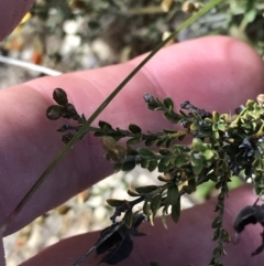 Mirbelia oxylobioides at Rendezvous Creek, ACT - 24 Oct 2021