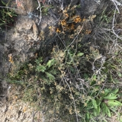 Mirbelia oxylobioides at Rendezvous Creek, ACT - 24 Oct 2021