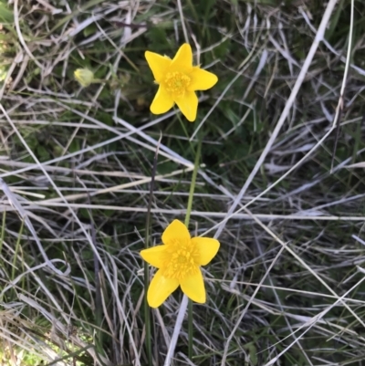 Ranunculus lappaceus (Australian Buttercup) at Namadgi National Park - 26 Oct 2021 by BrianH