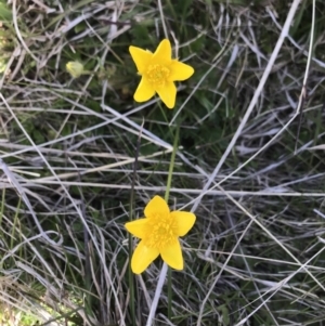 Ranunculus lappaceus at Mount Clear, ACT - 26 Oct 2021