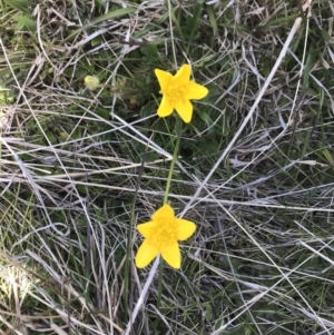 Ranunculus lappaceus at Mount Clear, ACT - 26 Oct 2021