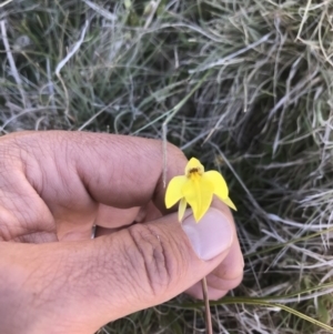 Diuris subalpina at Mount Clear, ACT - suppressed