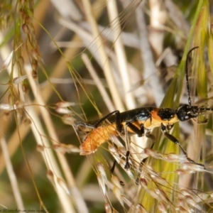 Chauliognathus lugubris at Molonglo Valley, ACT - 26 Oct 2021